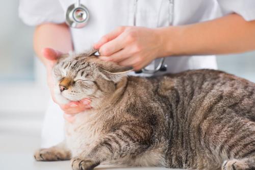 gato-veterinario